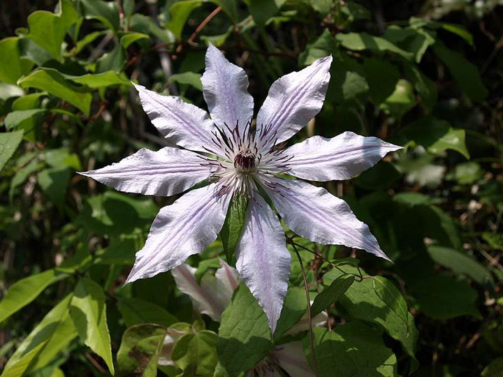 P51560868