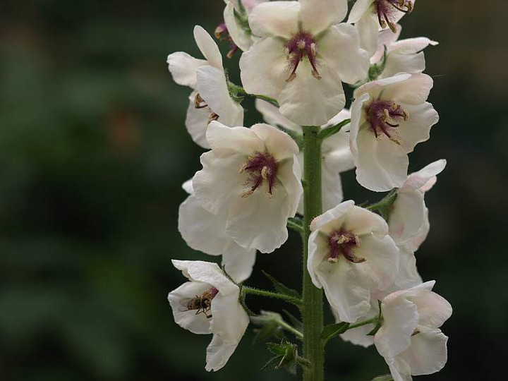 P5227285