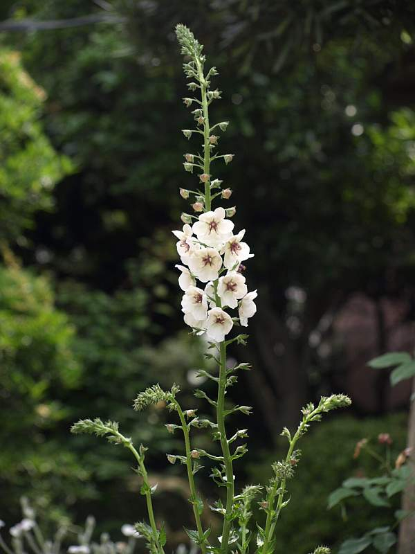 P5227286