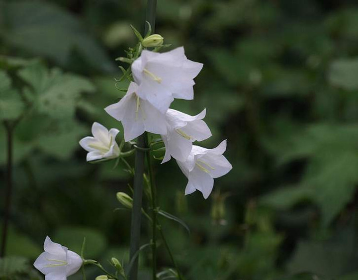 P5217223