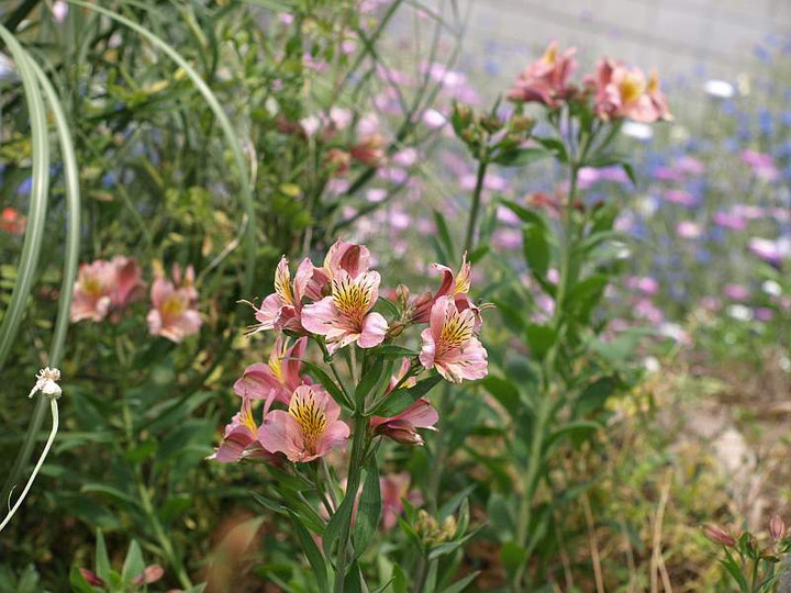 P5227327