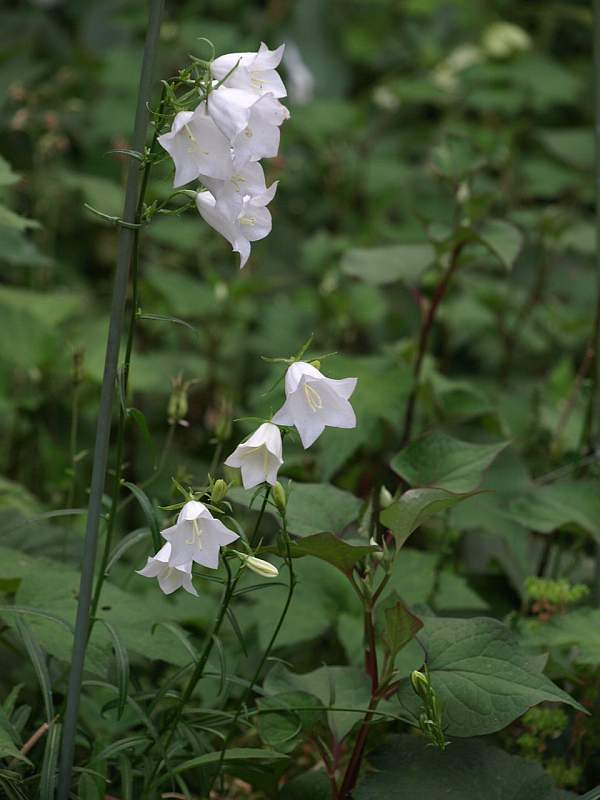 P5237358