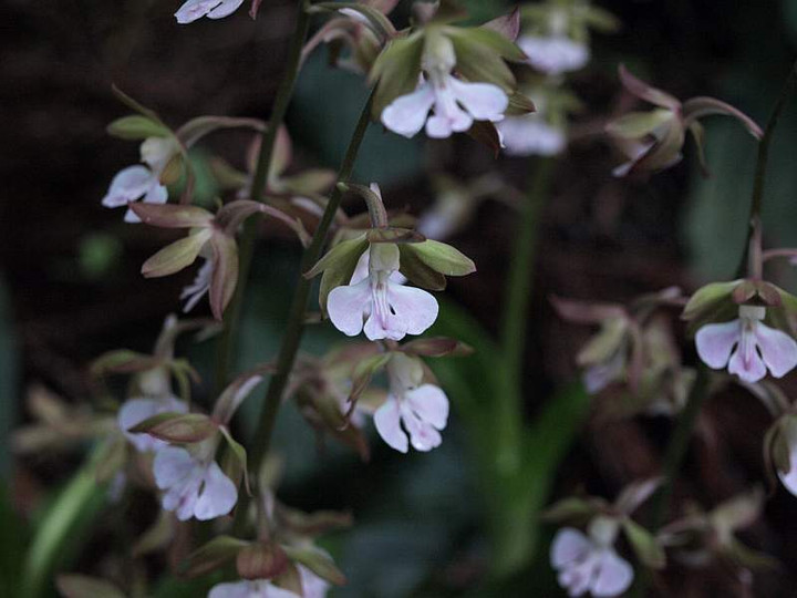 P5257800