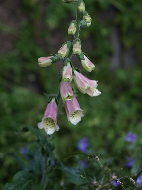 P5267959