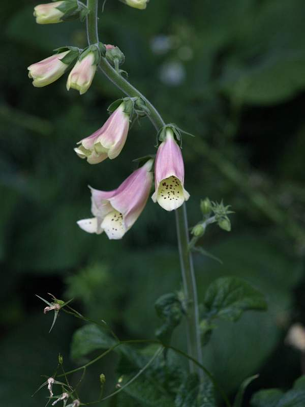 P5267962