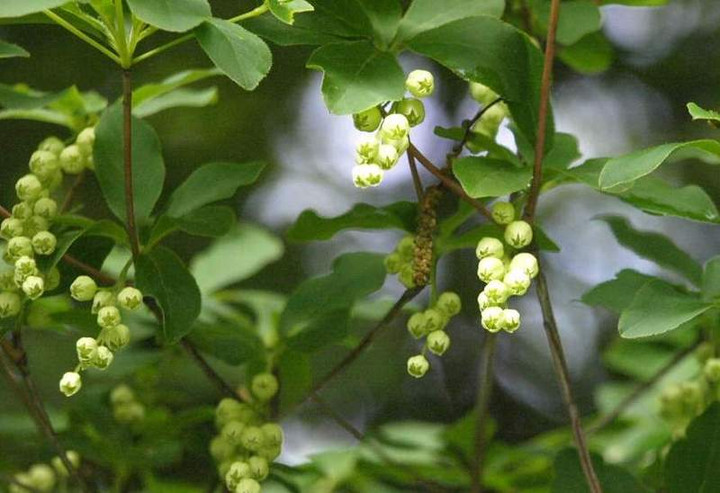 P5257892