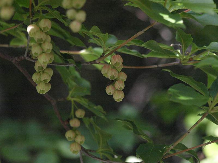 P5257905