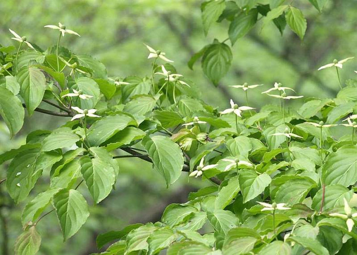 P5257918