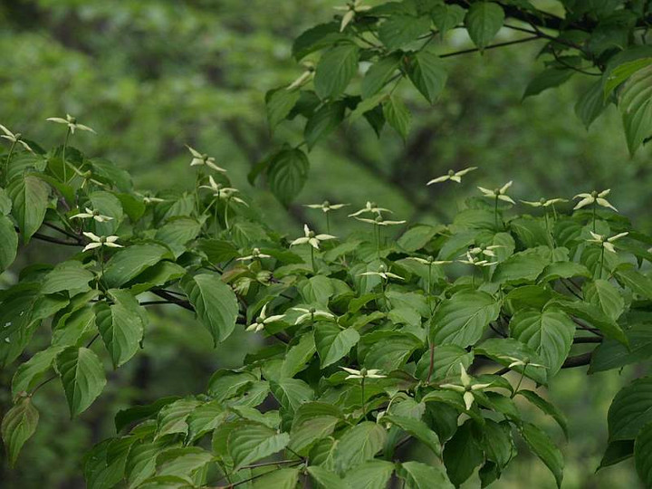 P5257920