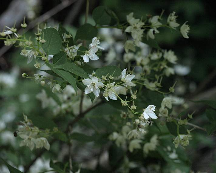 P5278060