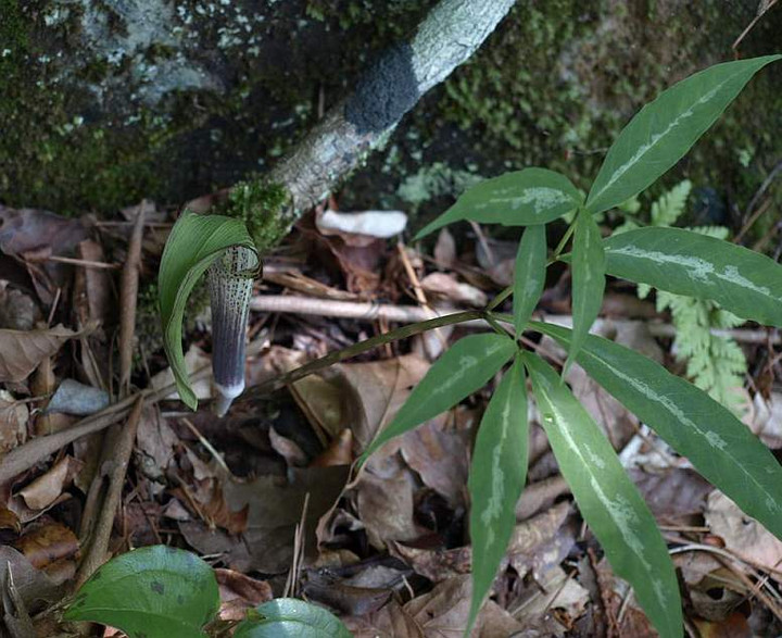 P5278066