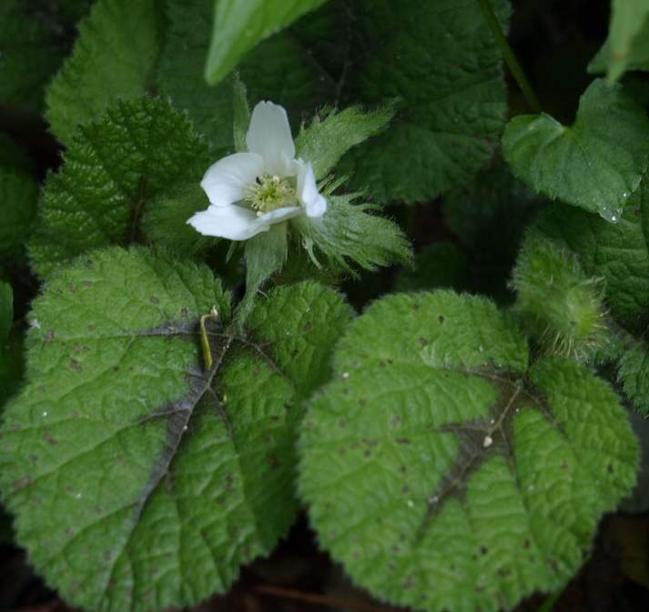 P5278084