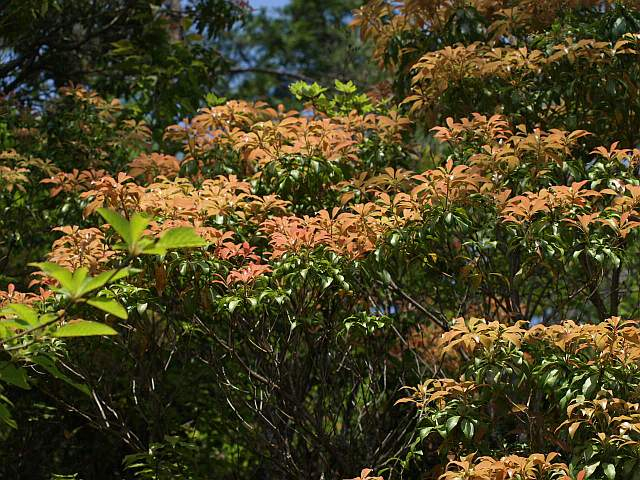 P5278168