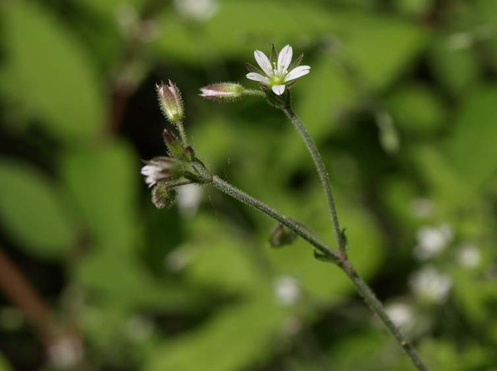 P5278210