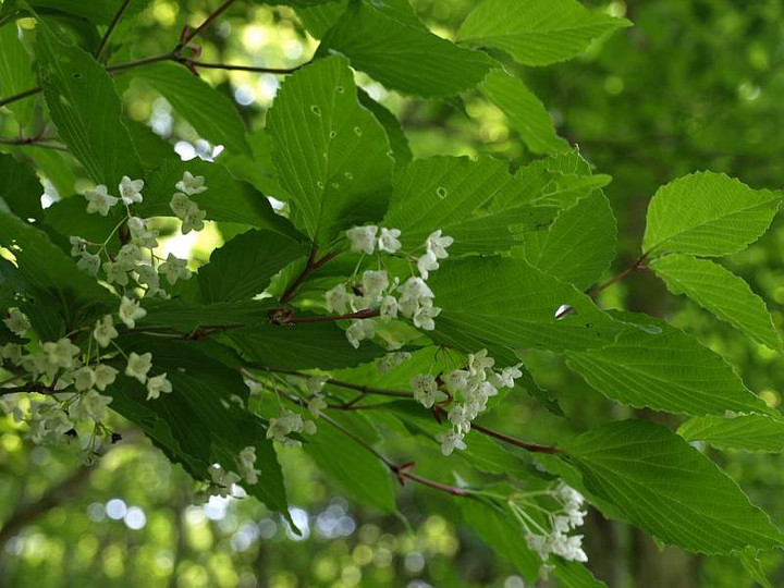 P5278215