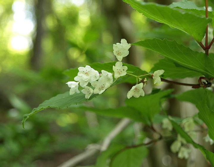 P5278217