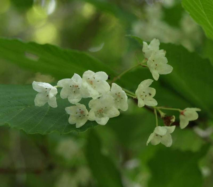 P5278218
