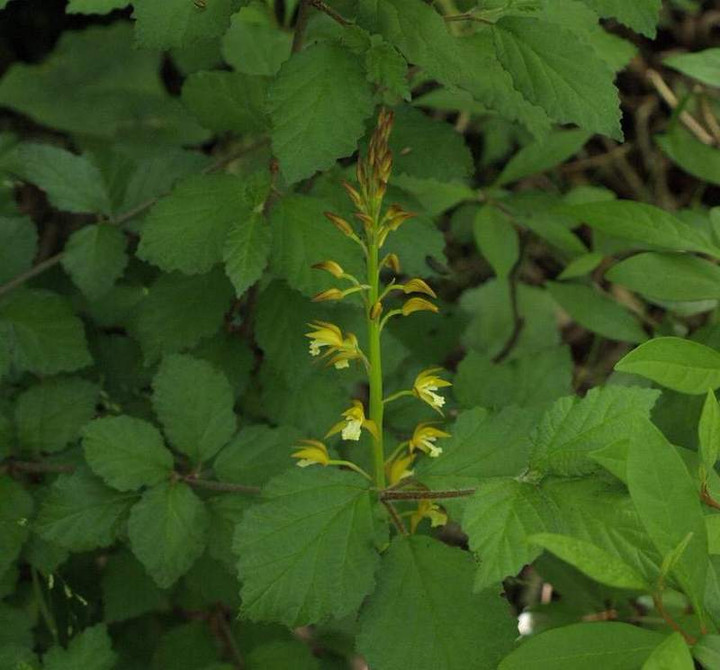 P5278239