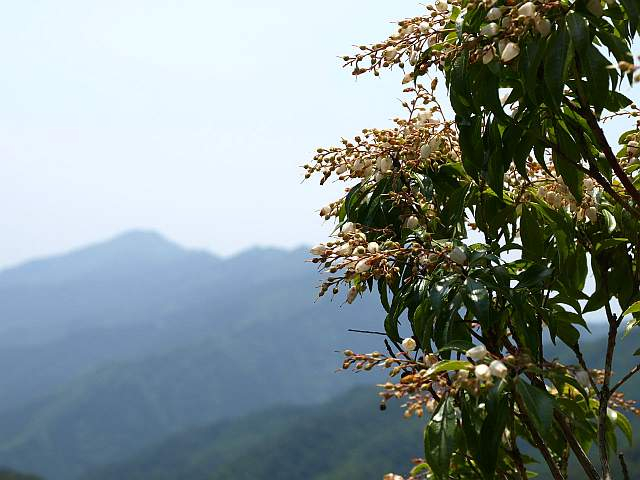 P5278261