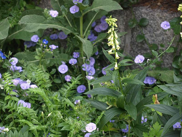 P5227276