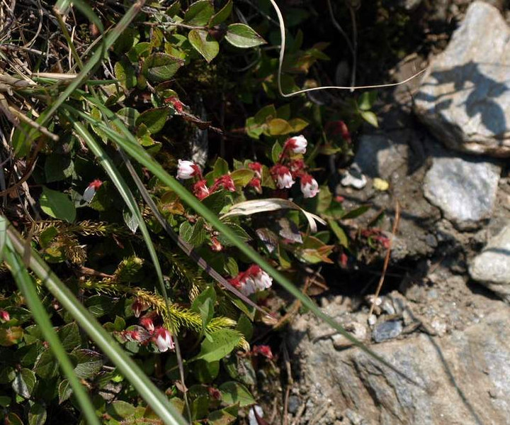 P5278374