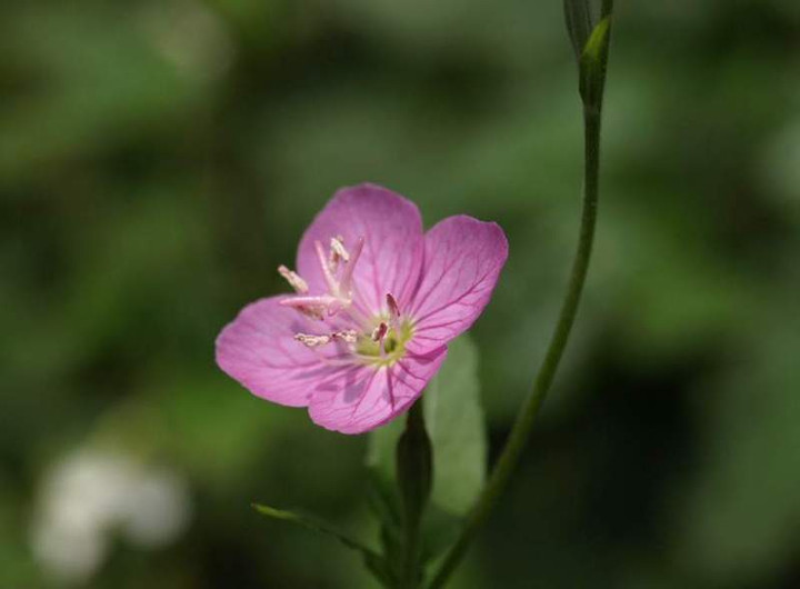 P5288787