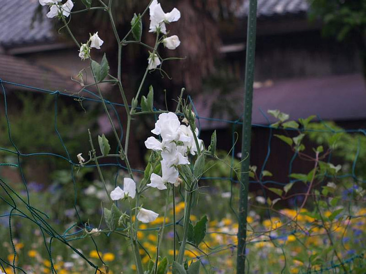 P5237382