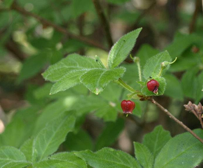 P5278439