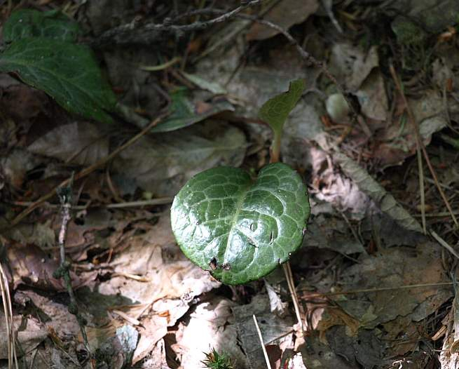 P5278693