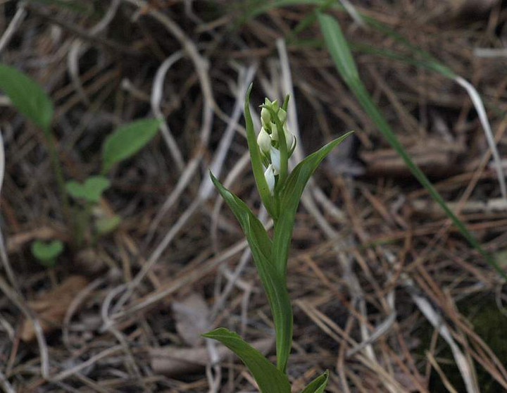 P5278718
