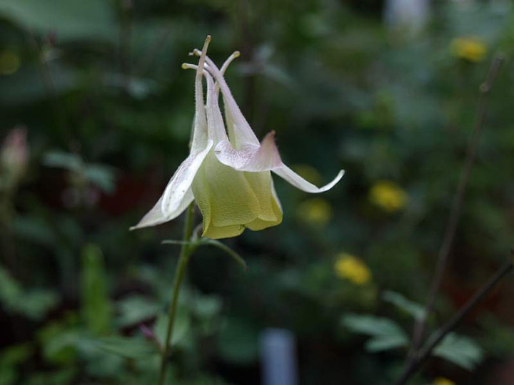 P6059295