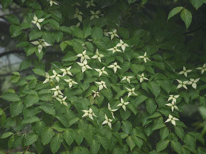 P6029106