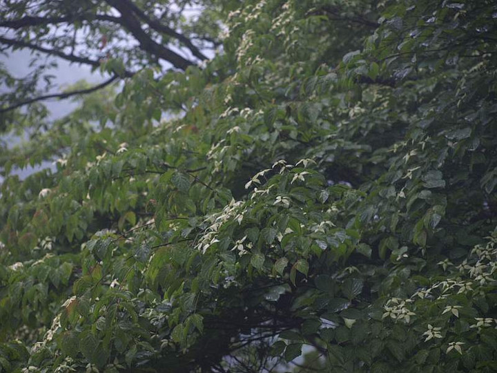 P6029110