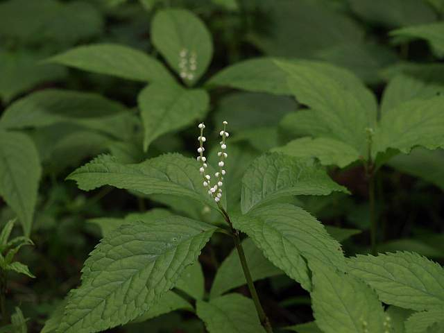 P6080166