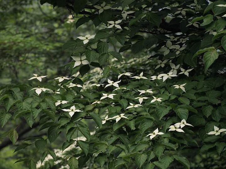 P6080214yamabousi