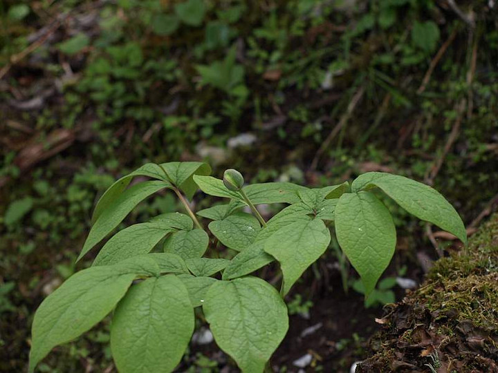 P6069652