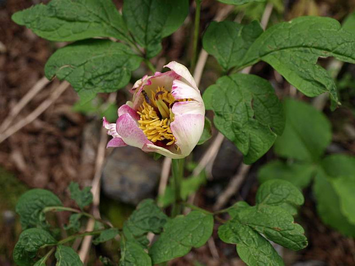 P6069858