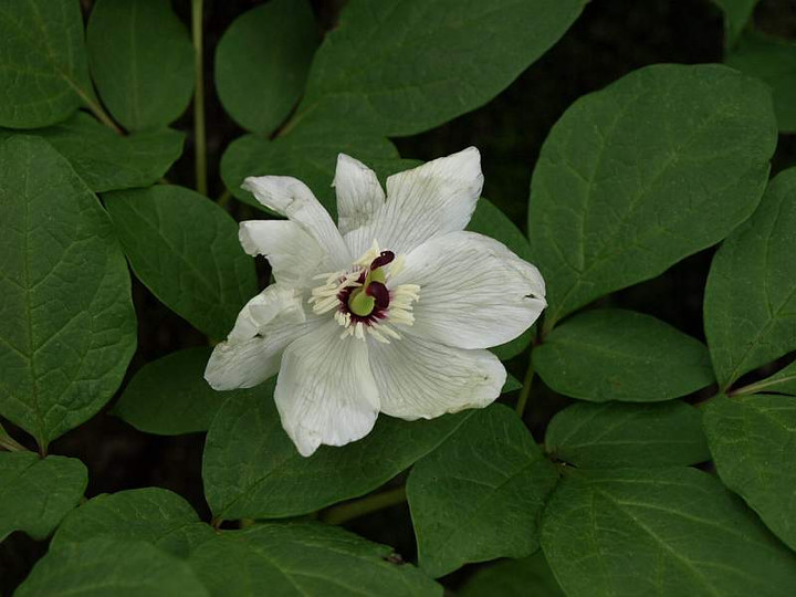 P6069862