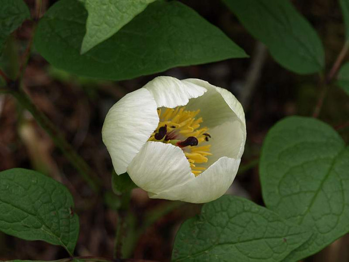 P6069865
