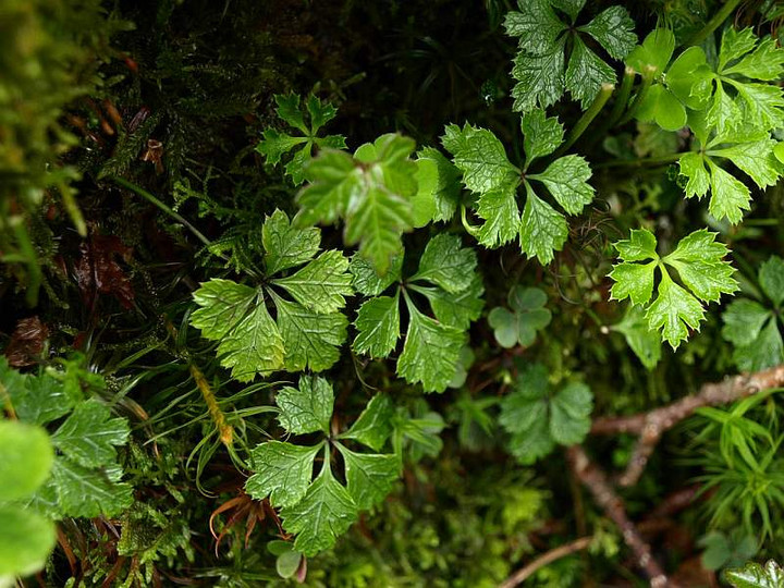 P6069909