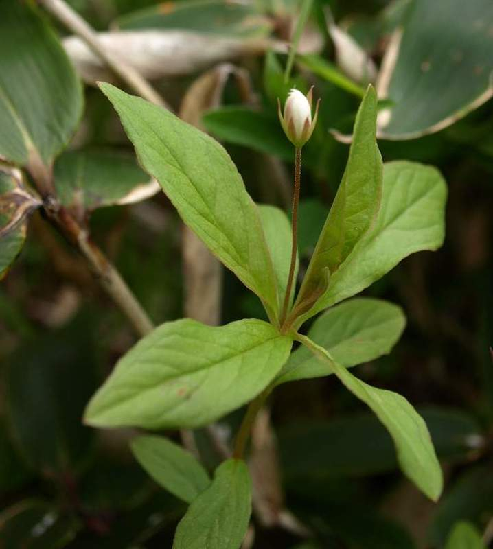 P6069931