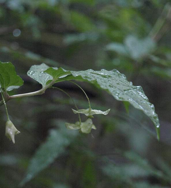 P6151022