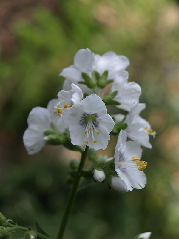 P6161334
