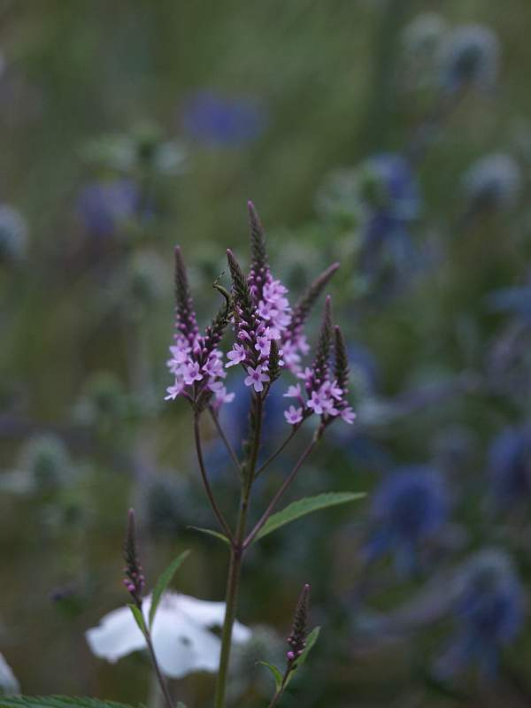 P6120773