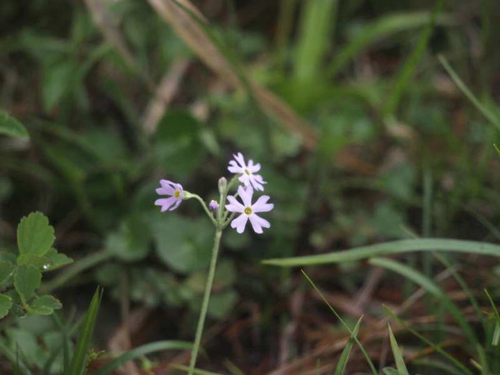P6151249