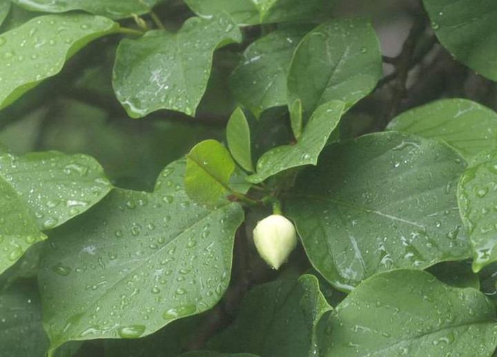 P6151254