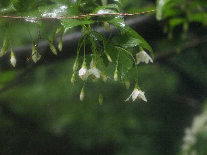 P6151267