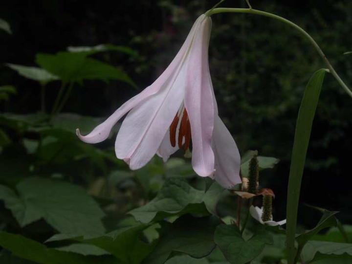 P6211740