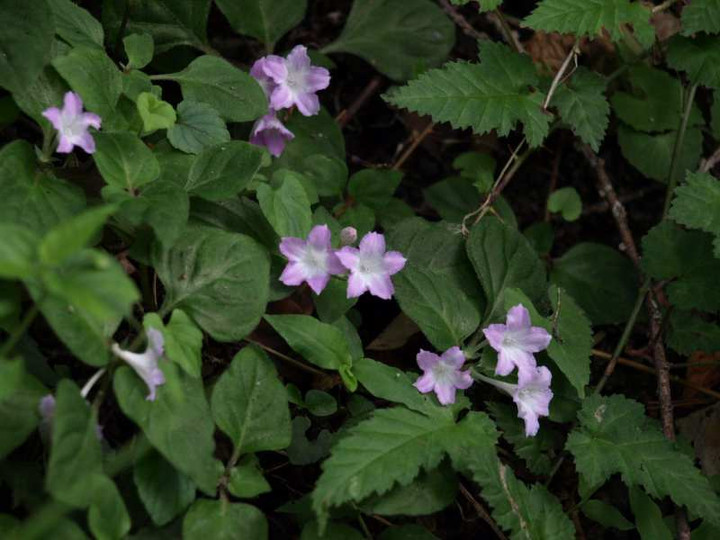 P6171494