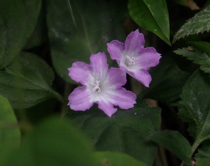 P6171510